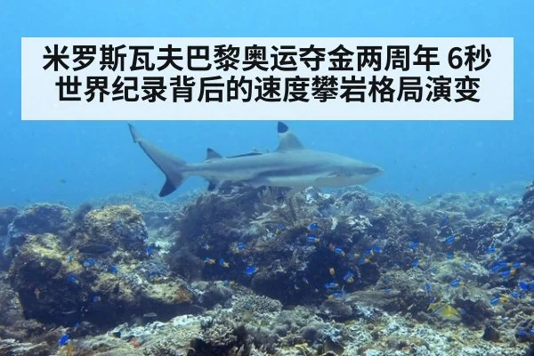 米罗斯瓦夫巴黎奥运夺金两周年 6秒世界纪录背后的速度攀岩格局演变